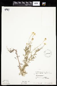 Anthemis cotula image