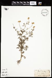 Anthemis cotula image
