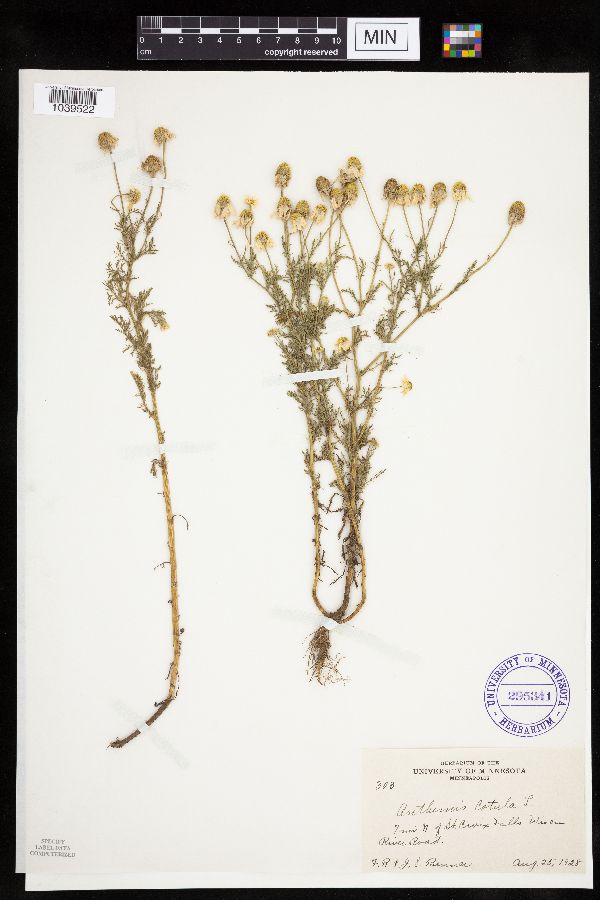Anthemis cotula image