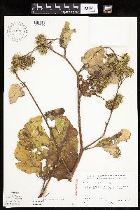 Arctium lappa image