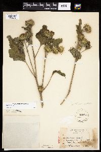 Arctium lappa image