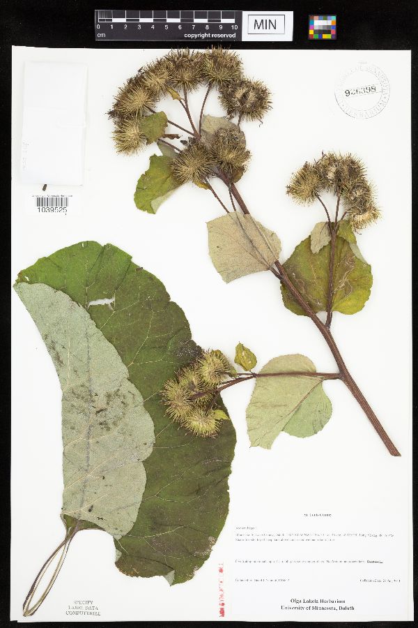 Arctium lappa image