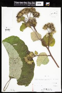 Image Associated With the Occurrence