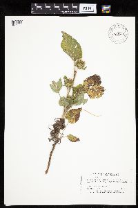 Arctium minus image