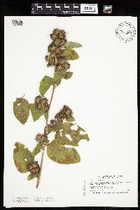 Arctium minus image