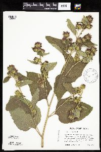 Arctium minus image