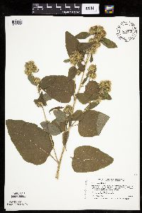 Arctium minus image