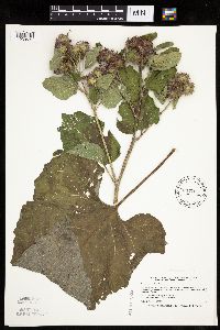 Arctium minus image