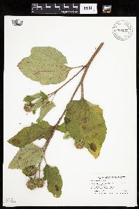 Arctium minus image