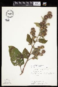 Arctium minus image