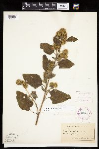 Arctium minus image