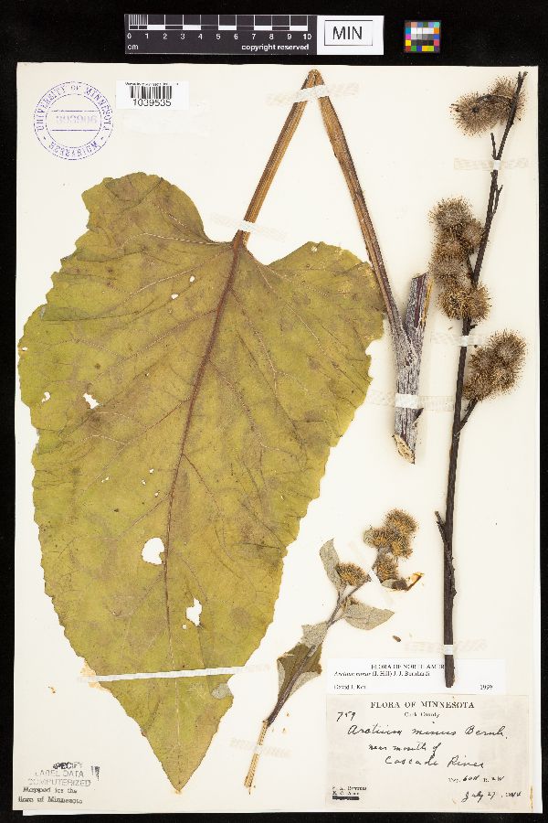 Arctium minus image