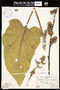 Image of Arctium minus