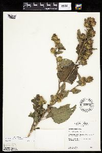 Arctium minus image