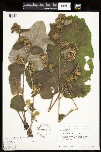 Arctium minus image