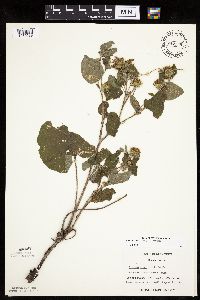 Arctium minus image