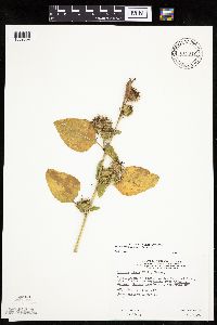 Arctium minus image