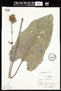 Arctium minus image