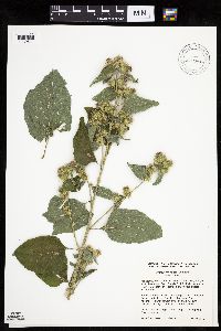 Arctium minus image