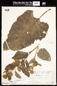 Arctium minus image