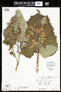 Arctium minus image