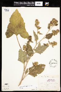Arctium minus image