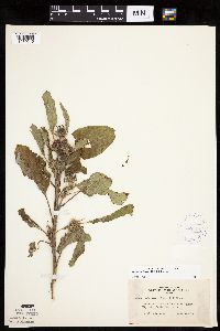 Arctium minus image