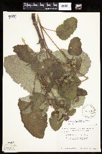 Arctium minus image