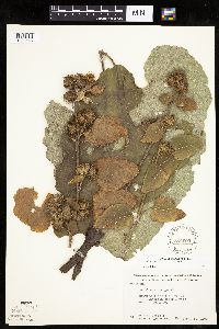 Arctium minus image