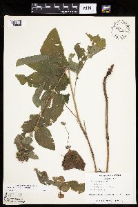 Arctium minus image