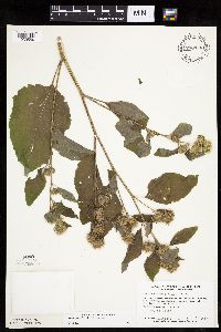 Arctium minus image