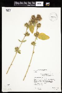 Arctium minus image