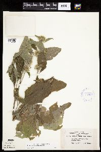Arctium minus image