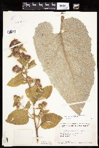Arctium minus image