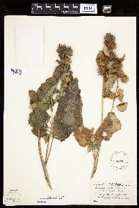 Arctium minus image
