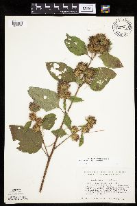 Arctium minus image