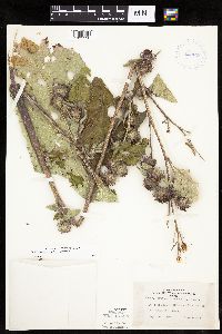 Arctium minus image