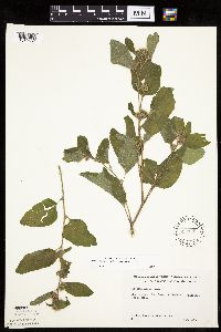Arctium minus image