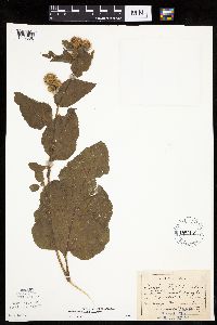 Arctium minus image
