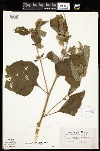 Arctium minus image