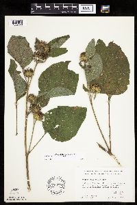 Arctium minus image