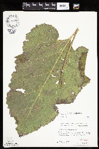 Arctium minus image