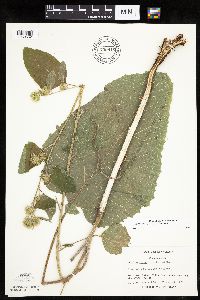 Arctium minus image