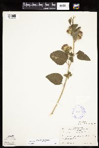 Arctium minus image
