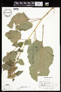 Arctium minus image