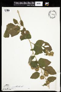 Arctium minus image