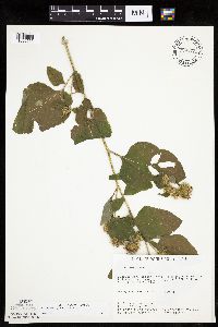 Arctium minus image