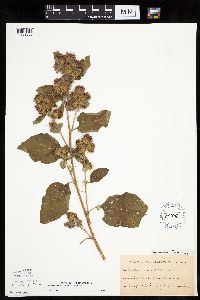 Arctium minus image