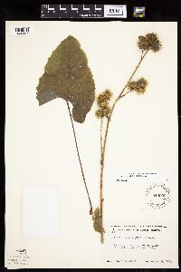 Arctium minus image