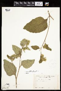 Arctium minus image